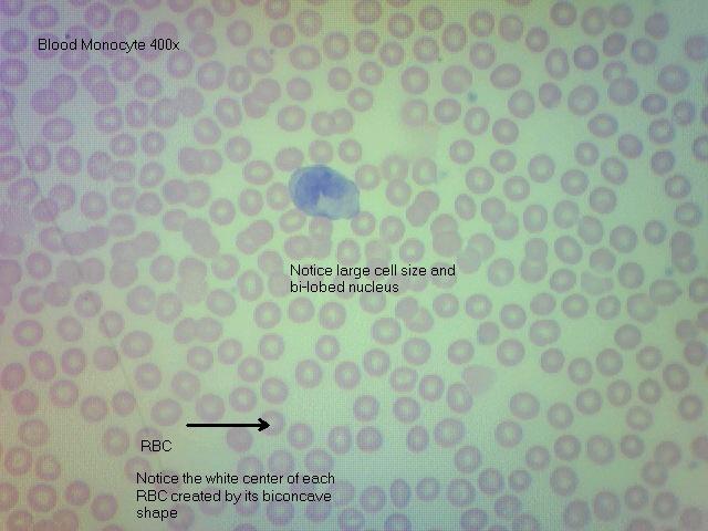 Blood (monocyte) 400x